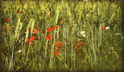 weeds and wheat